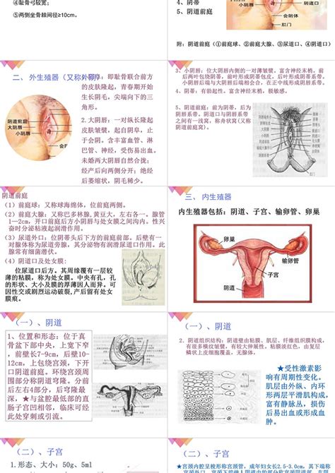 女性私处|解剖学高清图谱 女性生殖系统